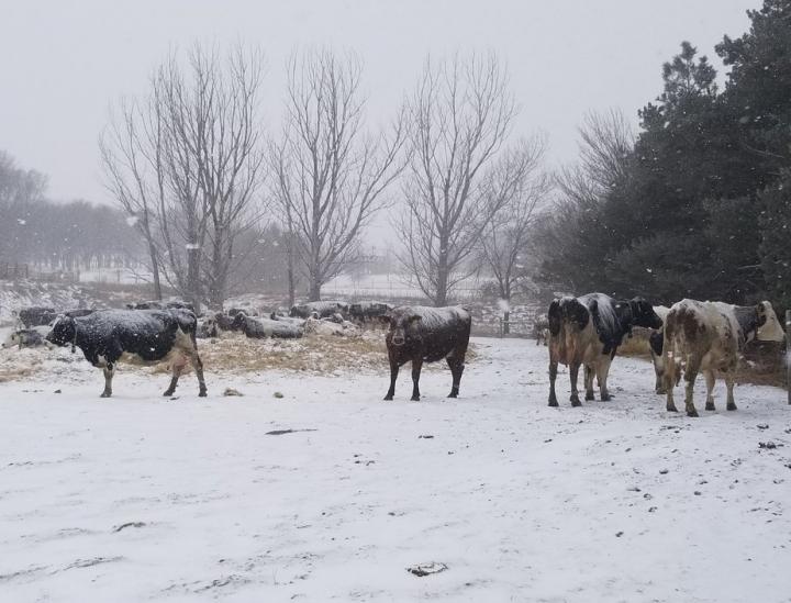 Snow Cows