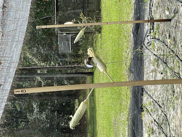 European starling (Sturnus vulgaris) feeding on corn ear in Stick Trial