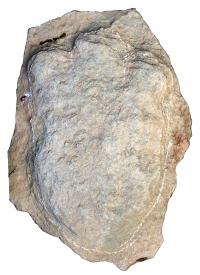 Large stegosaur print