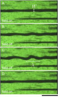 Unbuckled Magnetic Field