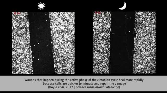 Wound Healing Guided by Cellular Clock (1 of 9)