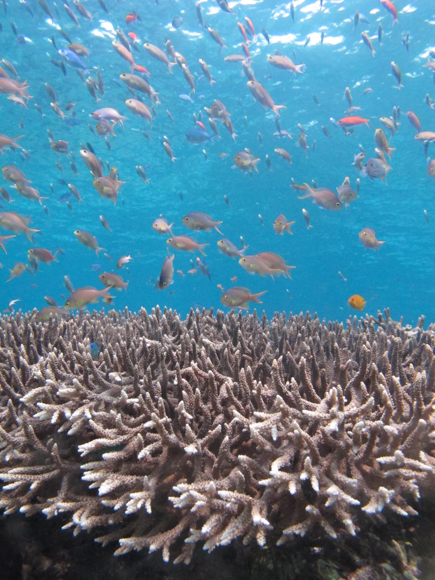 Coral Reef Fish