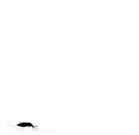 Slow-motion Takeoff of Blood-laden Mosquito