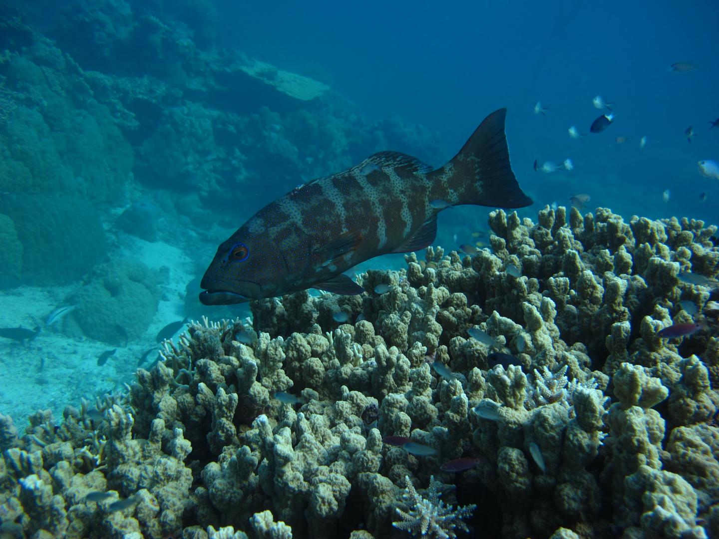 Coral Trout