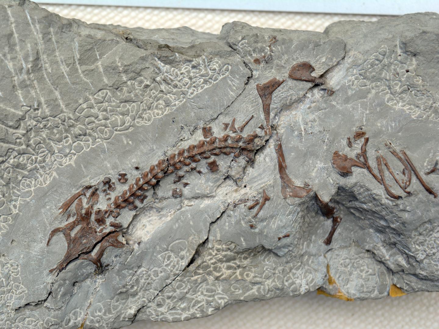 Skeleton of the Marine Reptile <i>Anarosaurus heterodontus</i>