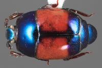 <i>Baconia katieae</i>