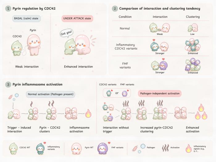 CDC42 regulates pyrin activation under normal and disease conditions