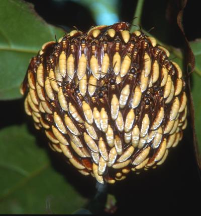 <i>Apoica pallens</i>