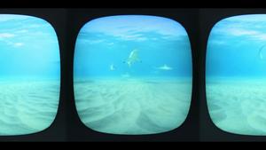 Blacktip Sharks in South Florida