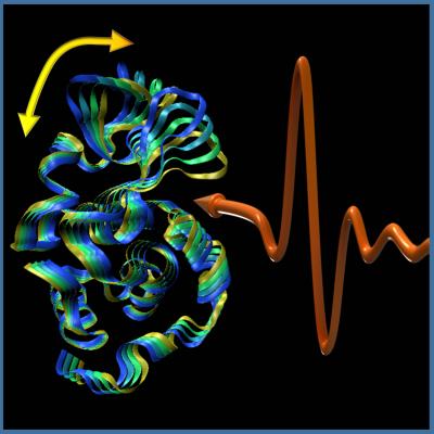 Protein Vibrations