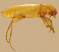 <i>Iberoporus pluto</i> (Profile View)