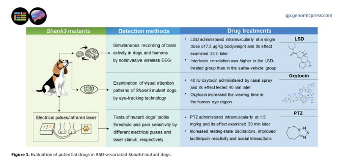 Evaluation of potential drugs in autism-associated Shank3 mutant dogs.
