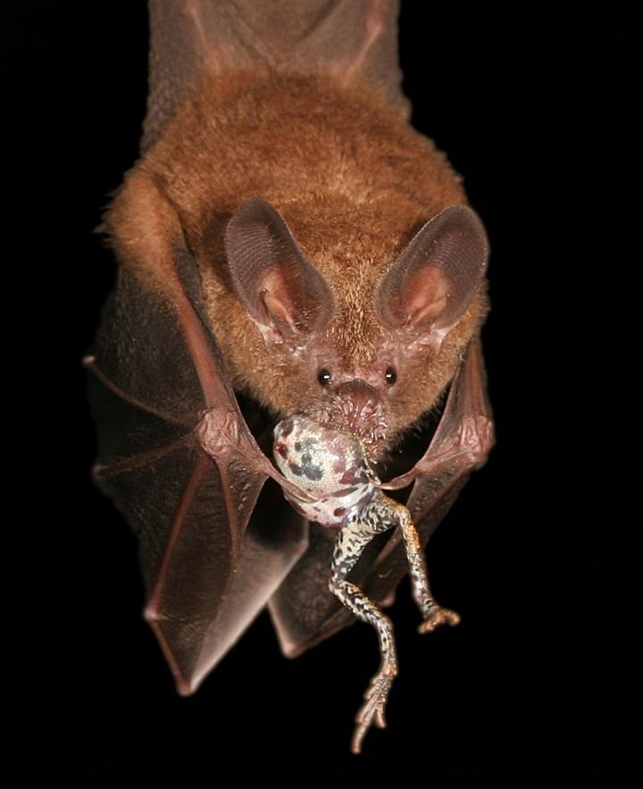 A Fringe-Lipped Bat Eating a Captured Frog