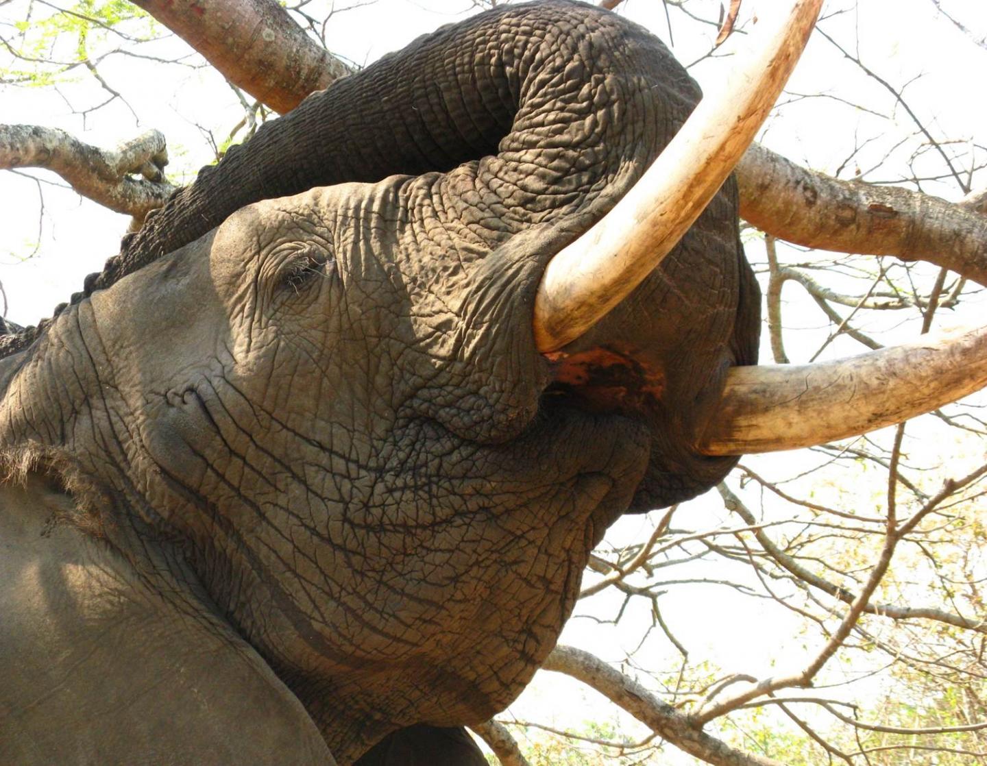 Elephant