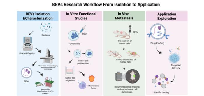 BEVs RESEARCH WORKFLOW FROM ISOLATION TO APPLICATION.