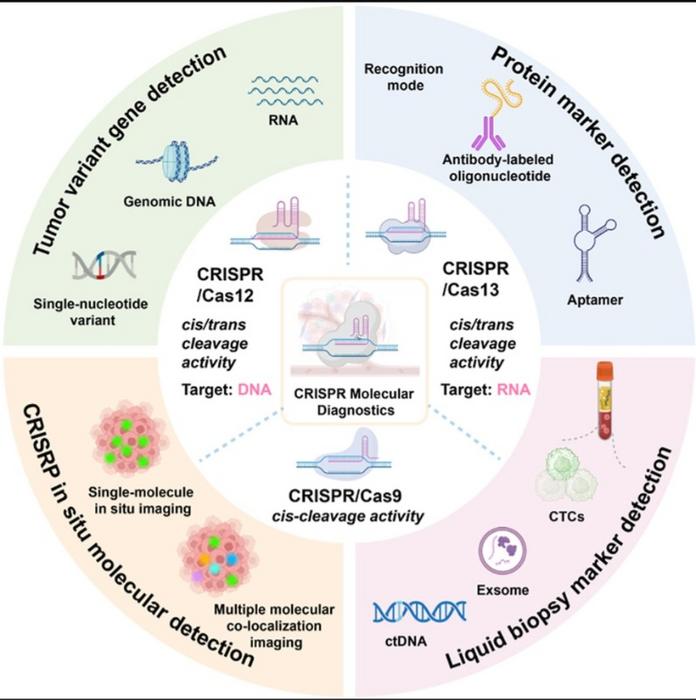 CRISPR/Cas diagnostic strategies