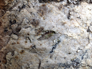 alga on rock