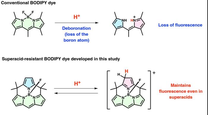Conventional BODIPY dyes and the new superacid-resistant BODIPY dye respond differently to acidic conditions.