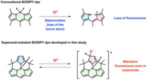 Conventional BODIPY dyes and the new superacid-resistant BODIPY dye respond differently to acidic conditions.