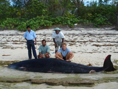 New Whale Species