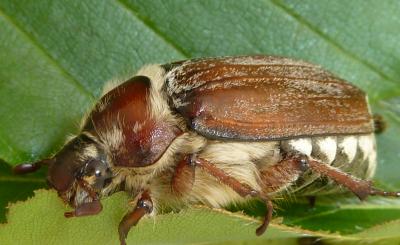 Forest Cockchafer