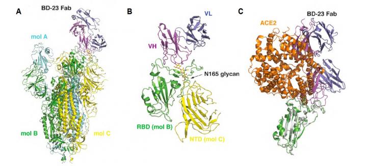 Cryo-EM Structure 