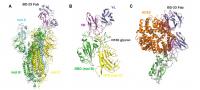 Cryo-EM Structure 
