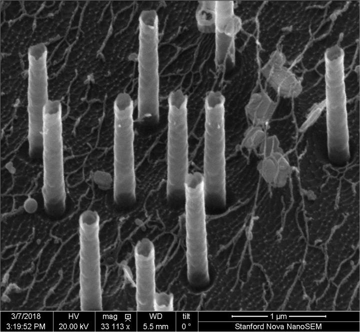 Hollow Nanotubes Used to Deliver DNA into Immune Cells