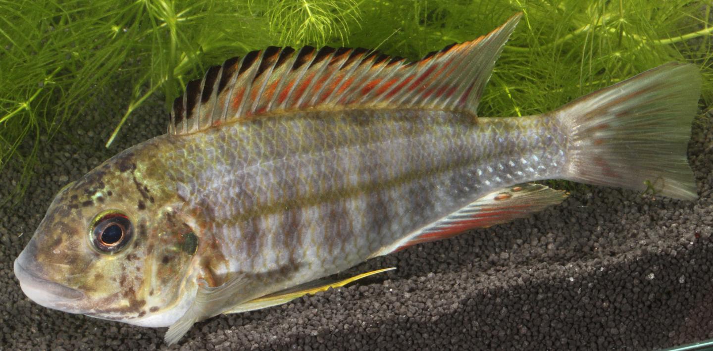 Cichlid from Lake Tanganyika