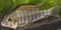 Cichlid from Lake Tanganyika