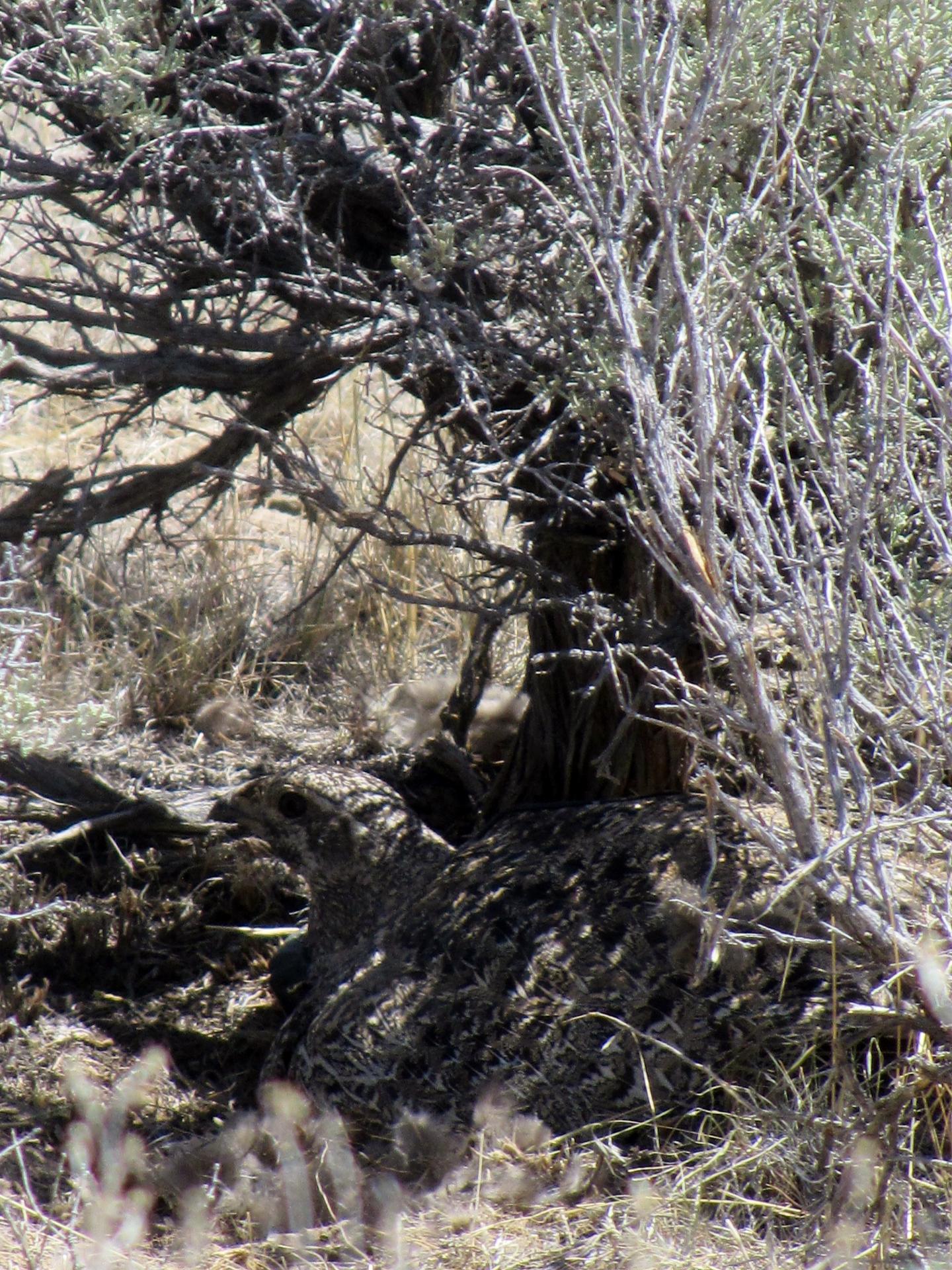 Nesting Sage-Grouse