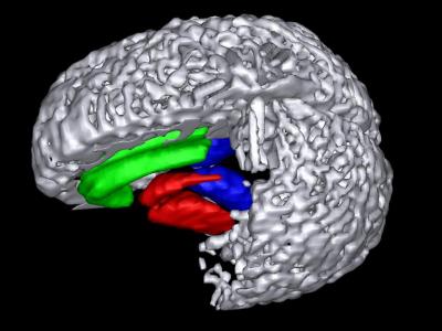 Areas of the Brain that Control Cigarette Craving