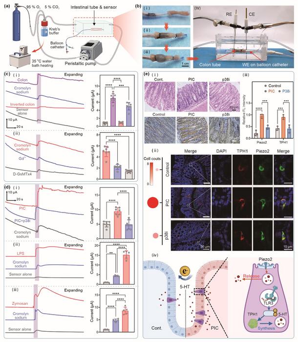 Ex vivo colonic sensing setup and in situ investigation of mechanically evoked 5-HT release from intestinal mucosa.