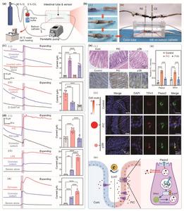 Ex vivo colonic sensing setup and in situ investigation of mechanically evoked 5-HT release from intestinal mucosa.