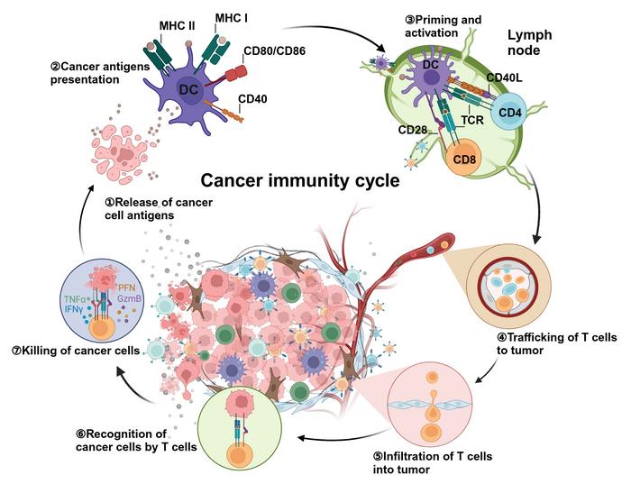 Figure 1. Schematic of the cancer-immunity cycle.