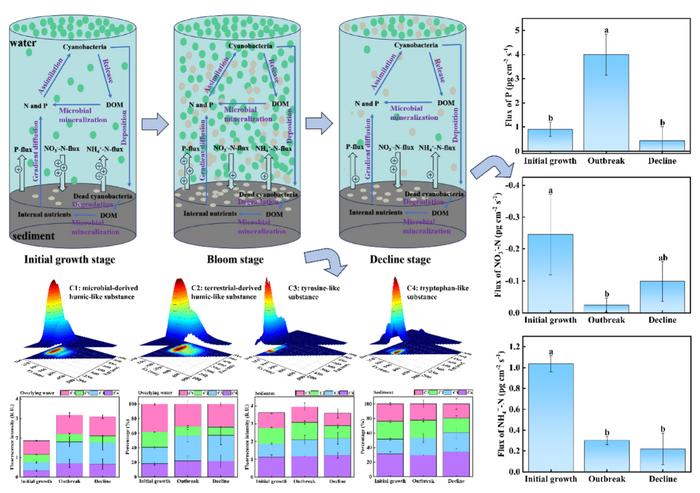 Effects of cyanobacterial growth and decline on dissolved organic matter and endogenous nutrients release at the sediment–water interface