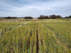 Researchers have analysed 179 croplands in eight countries from Europe, Africa, Asia and South America.