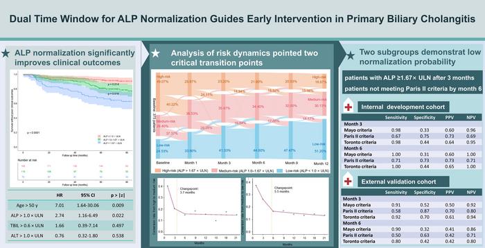 A Dual Time Window-driven Strategy to Optimize Primary Biliary Cholangitis Treatment via Alkaline Phosphatase Normalization