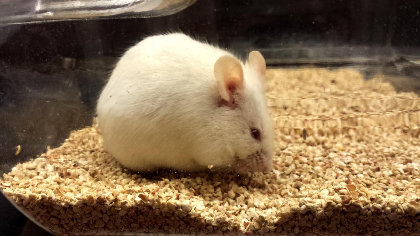 Old Mouse