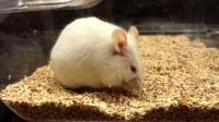 Old Mouse