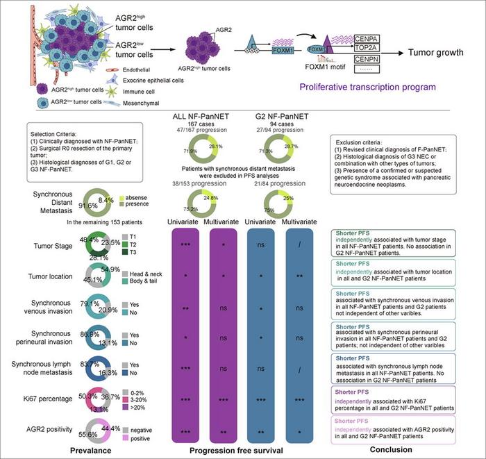 AGR2-high cells drive a FOXM1-mediated pro-malignancy program in NF-PanNETs