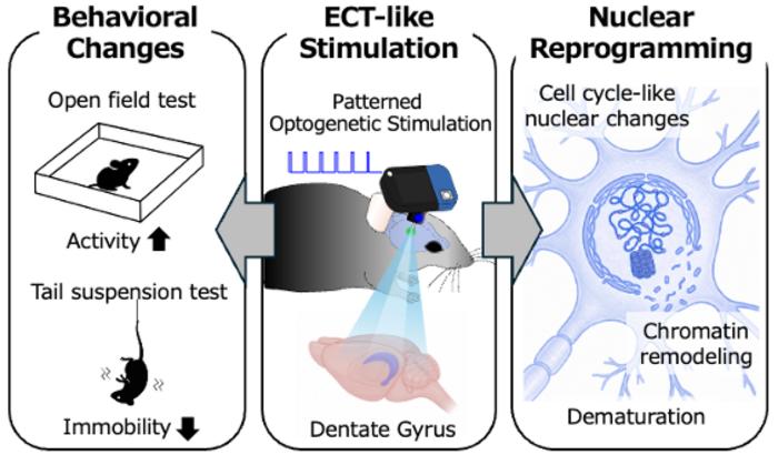 BRAIN STIMULATION-INDUCED NUCLEAR REPROGRAMMING.