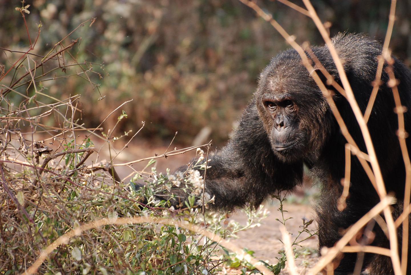 Chimpanzee (3 of 3)