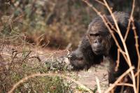 Chimpanzee (3 of 3)