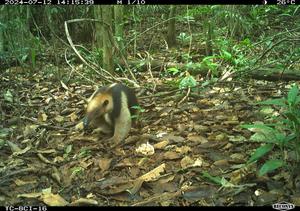 Tamandua