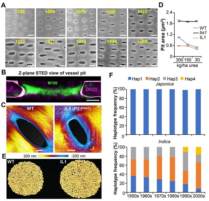 Identification of the QTL gene PS1 for controlling xylem pit size in the regulation of xylem transport and grain yield in model crop rice