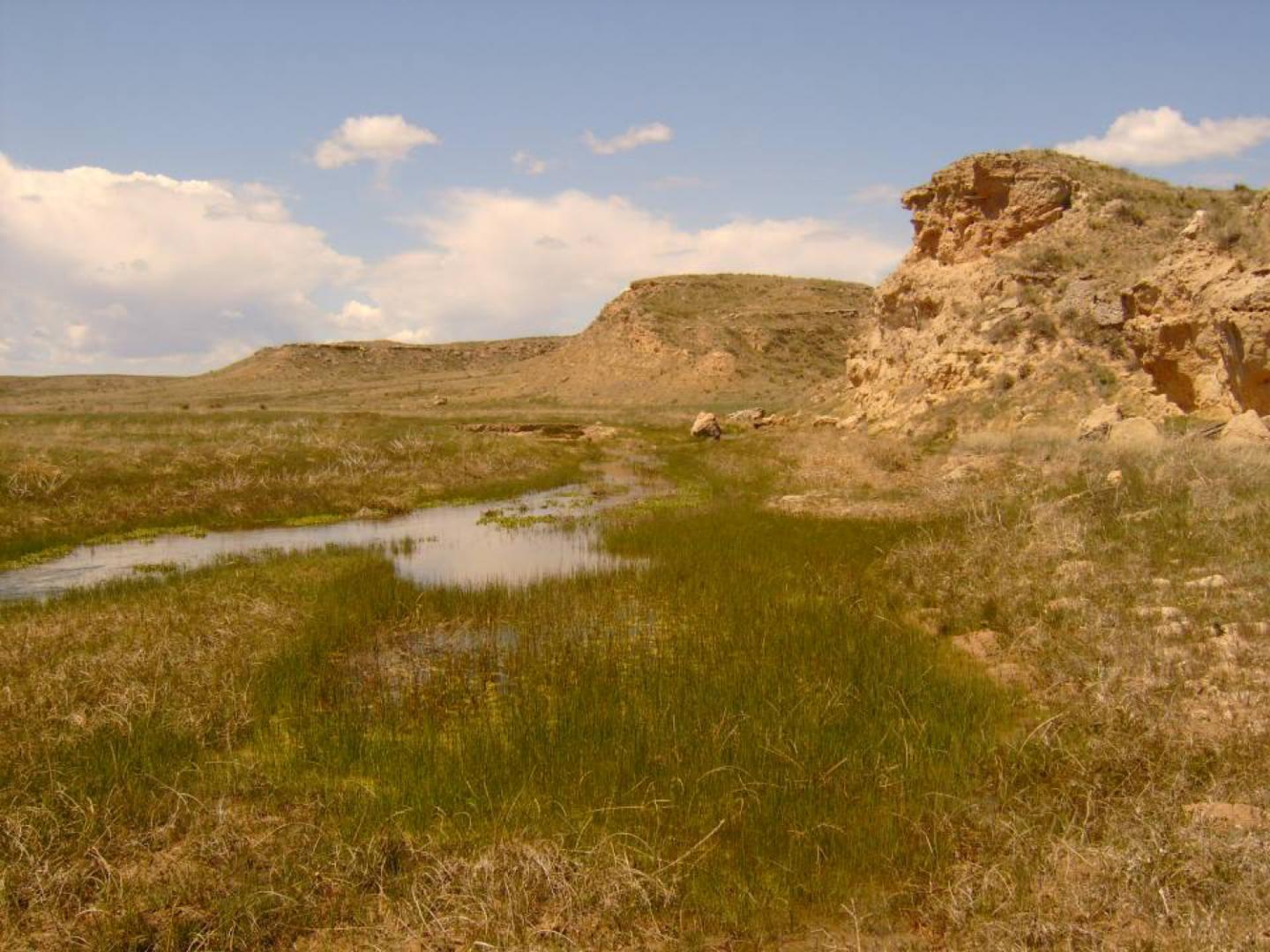 Arikaree