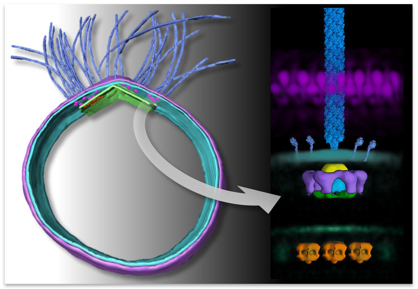 <i>Archaellum</i> Image