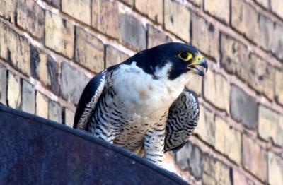 Peregrine Falcon