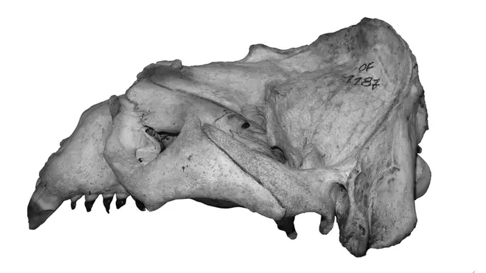 Otaria byronia Skull